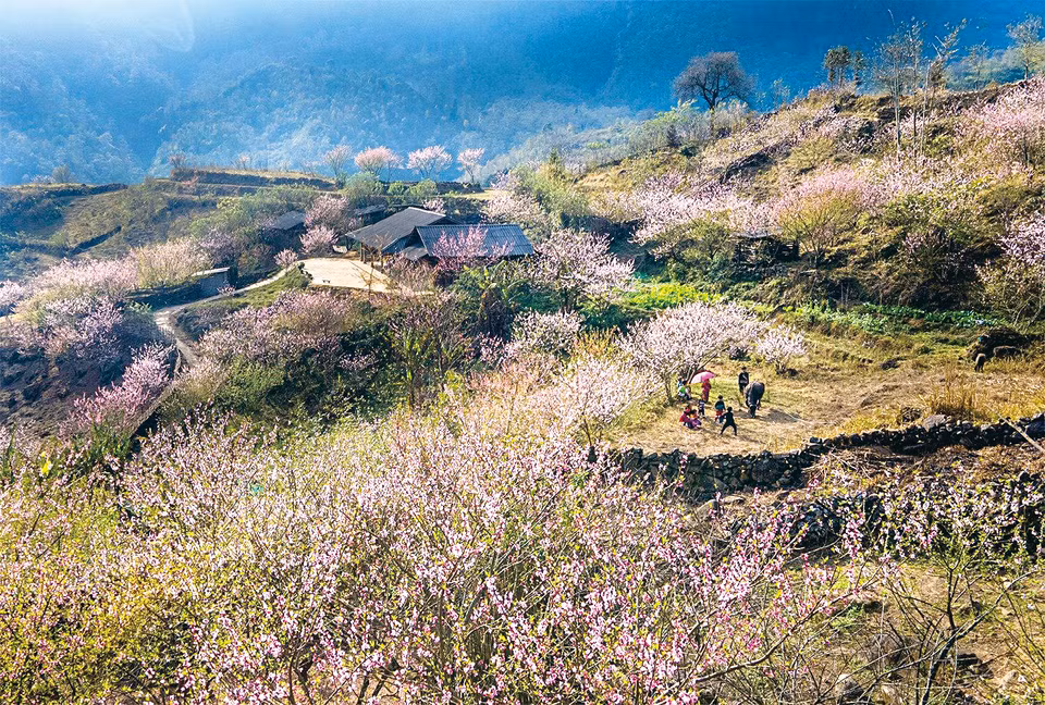 芒花山谷中的桃花盛开季节。图自越通社/越南画报