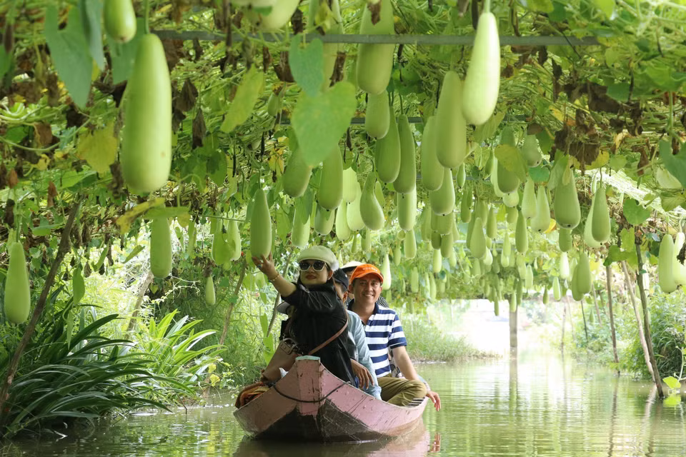游客乘船参观莱翁县陈伯卓旅游区的瓠瓜种植区。图自越通社