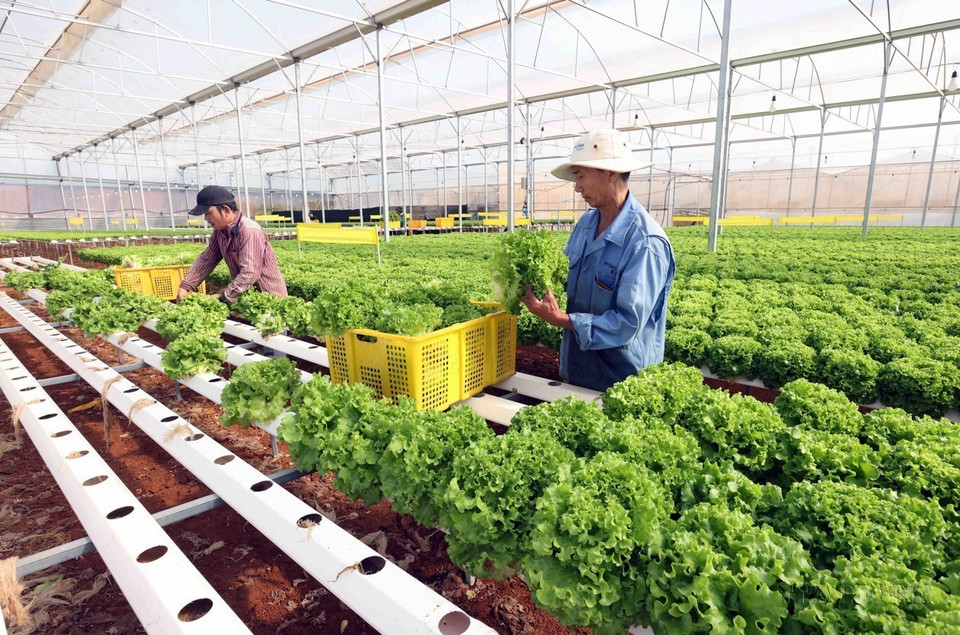 林同省各级农民协会的农民开展生产和经营竞赛、团结互助实现致富和可持续减贫，使当地发生许多积极变化。图自越通社