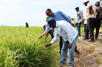 赞比亚代表团参观了位于盛贵乡的盛发合作社和进顺合作社的水稻种植模式。图自越通社