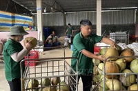 永隆省2025年椰子出口额约达5亿美元。图自越通社