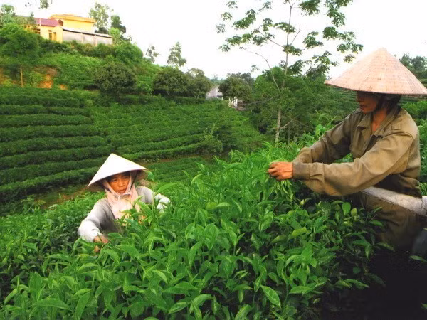 0725-che-thai.jpg