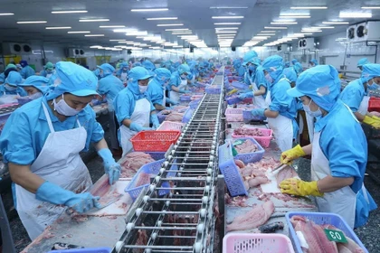 越南对CPTPP成员国出口查鱼总额达3.05亿美元，同比增长36%。图自越通社