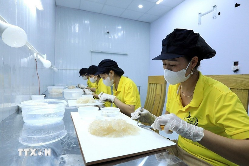 燕窝加工。图自越通社