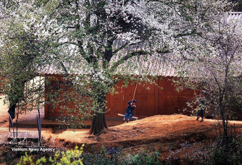 玉战乡山楂树种植面积超过2500公顷，这是当地各民族发展经济、脱贫致富的作物。图自越通社