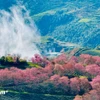 沙坝坊乌贵胡 区域的樱花已陆续盛放，在薄雾中若隐若现。图自 越通社《Vietnam+》