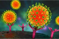 目前，尼帕病毒尚无特效治疗药物和疫苗。图自互联网