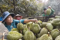 越南榴莲颇受中国消费者的欢迎。图自越通社
