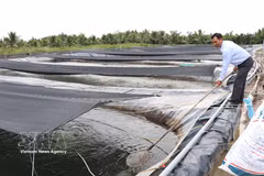 永隆省永金乡九龙水产股份公司的罗非鱼种苗培育场。图自越通社。