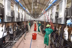 越南乳业股份公司（Vinamilk）位于嘉莱省安仁西社仁新集中养殖区的奶牛场正在进行牛奶采收。图自 越通社