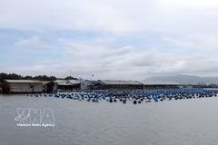 隆山乡朗河上的水产养殖网箱已实现通信信号覆盖，并因数字化转型而受益匪浅——养殖户在生产中应用科学技术，并通过网络平台销售产品。图片来源：越通社