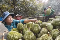 越南榴莲准备开拓拥有超过14亿人口的印度市场 图自越通社