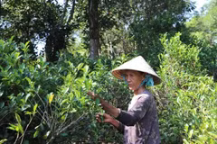 古茶树既是村民稳定收入来源，也是承载广义地域文化的珍贵遗产 图自越通社