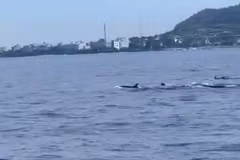 十余只海豚现身李山岛近海 引当地居民游客关注