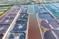 越南清洁水产股份公司的超高密度养虾养殖区。图：越通社