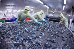 在明富水产集团位于金瓯省李文林坊的工厂，采用IQF快速冷冻技术对虾产品进行冷冻，确保符合出口标准。图片来源：越通社