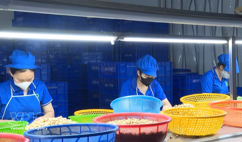 截至2026年10月底，越南腰果仁出口量超过60万吨，出口额超过42亿美元。图片来源：越通社