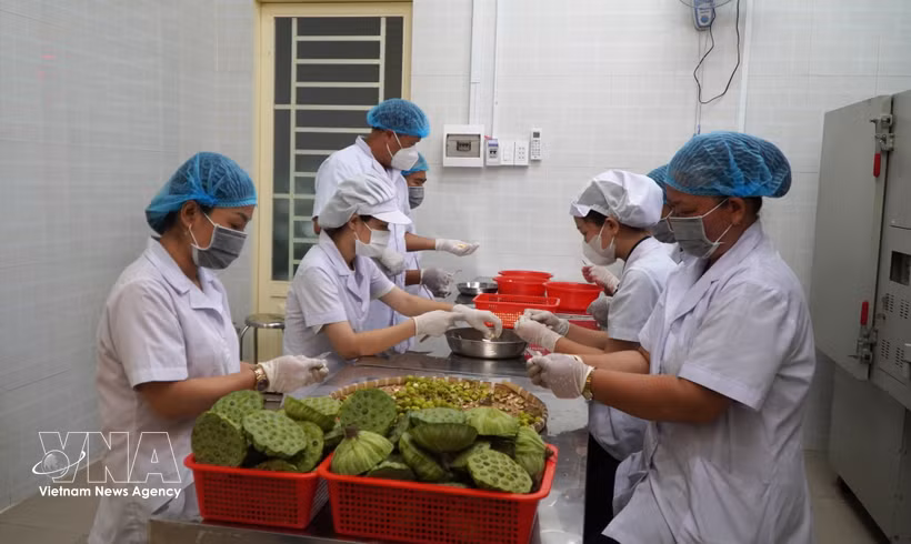 同塔省香莲生产与贸易有限责任公司的莲花相关产品生产活动。图片来源：越通社
