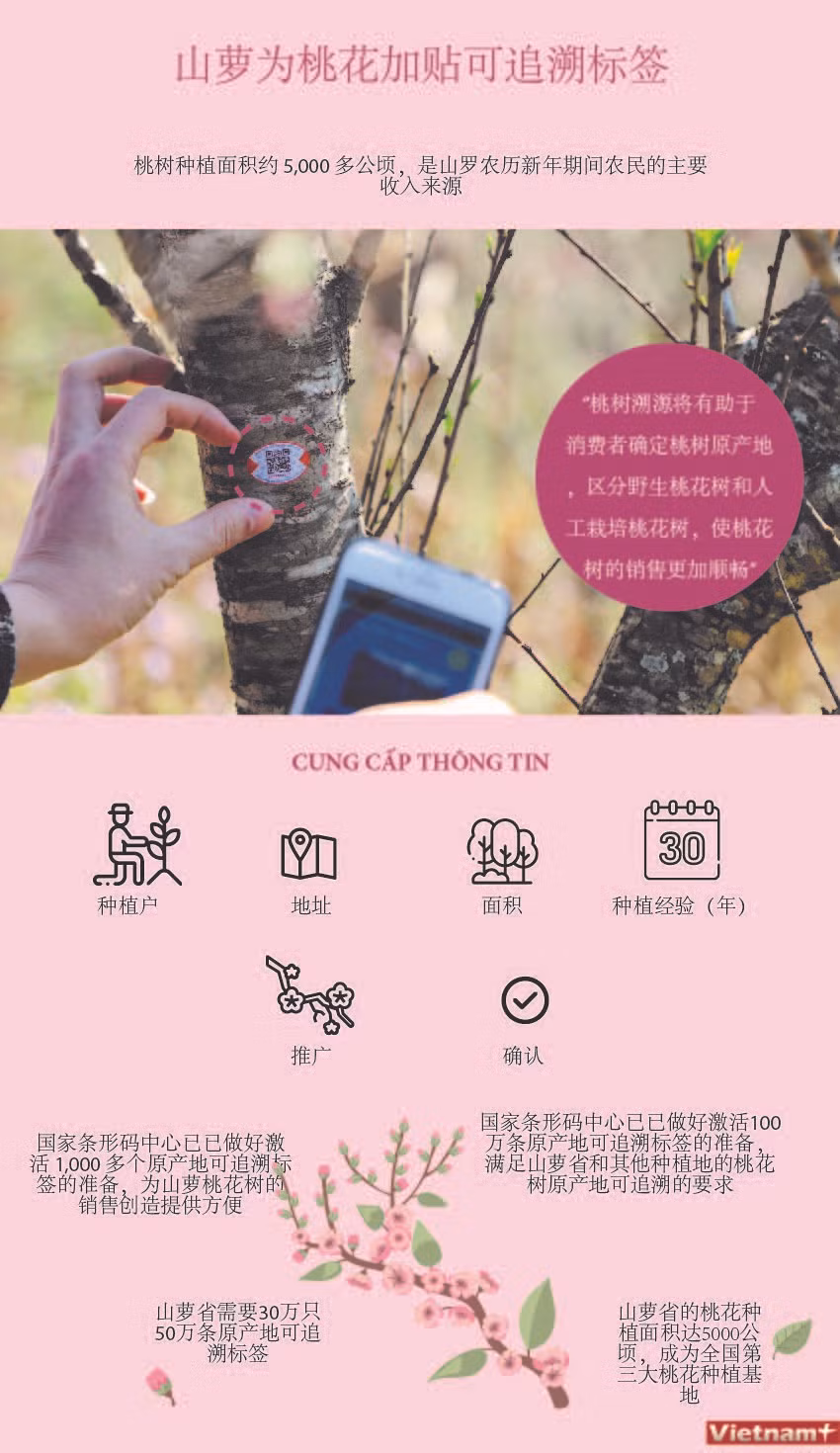 图表新闻：山罗省为桃花树加贴可追溯标签 ảnh 1
