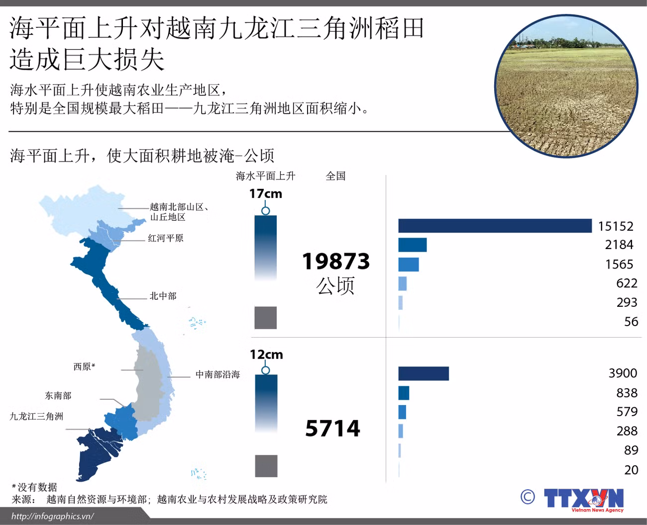 海平面上升对越南九龙江三角洲稻田造成巨大损失 ảnh 1