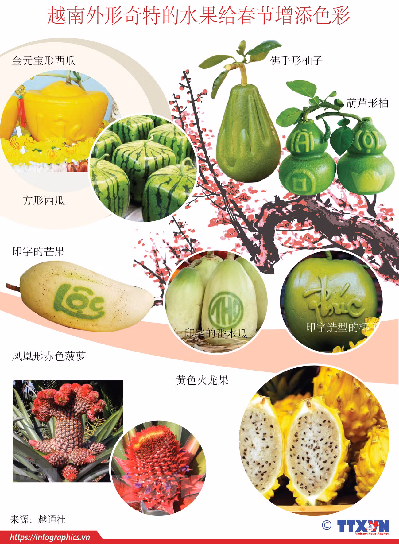 图表新闻：越南外形奇特的水果给春节增添色彩 ảnh 1