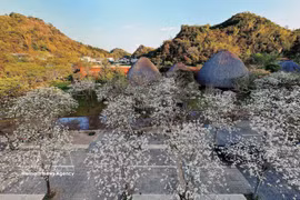 山罗省羊蹄甲花竞相绽放，留住游客的脚步