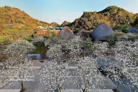 山罗省羊蹄甲花竞相绽放，留住游客的脚步