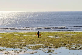 宁顺省的海藻田——绿油油一片让人赞叹不已