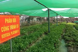 越南部队将非洲的荒地变成绿色菜园