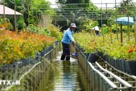 架上种花——百年花村的独特风貌 