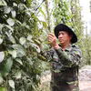 胡志明市和协县农民收获胡椒。图自越通社