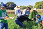 菲律宾专家研究提高水稻生产效率。图片来源：PIA.GOV.PH