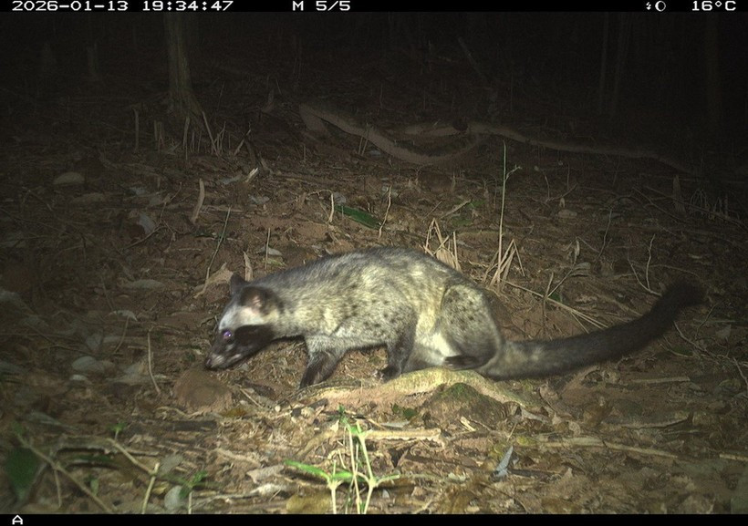 资料图。美山世界文化遗产管理委员会供图