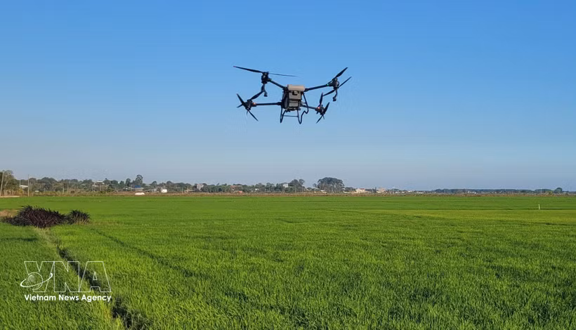 使用无人机（drone）喷洒农药。图自越通社