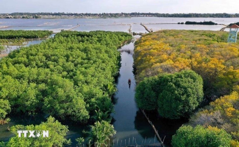 如茶红树林。图自越通社