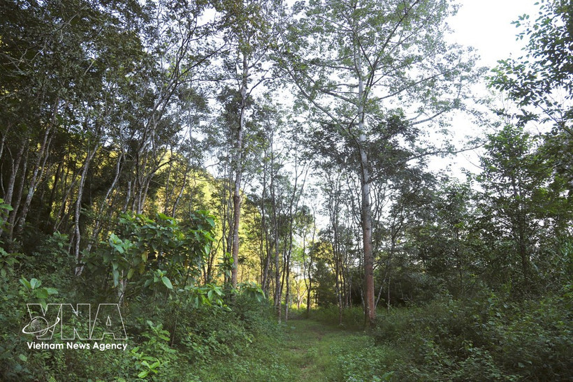 铺黄外围植物园。图自越通社