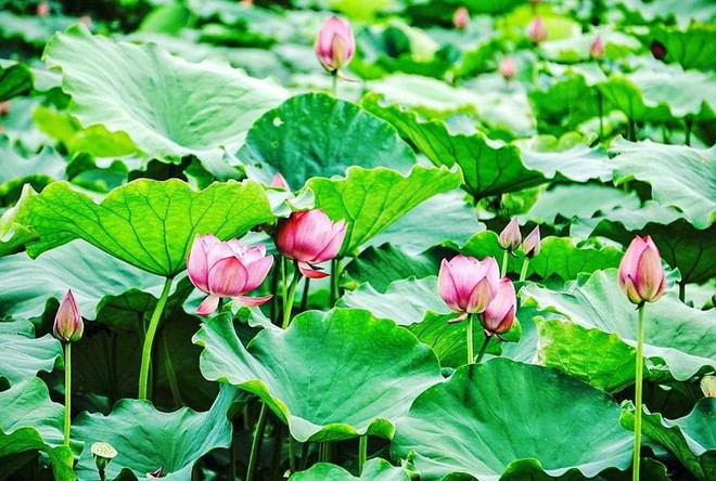 西湖荷花。图自越通社 sen-ho-tay-okok.jpg