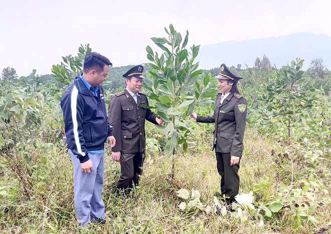 林业人员在青山县必胜乡向当地人民开展宣传工作,动员他们转向种植乔木林,以获取较高经济价值。图自baophutho.vn 2.jpg