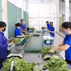 蔬菜安全包装。图自越通社