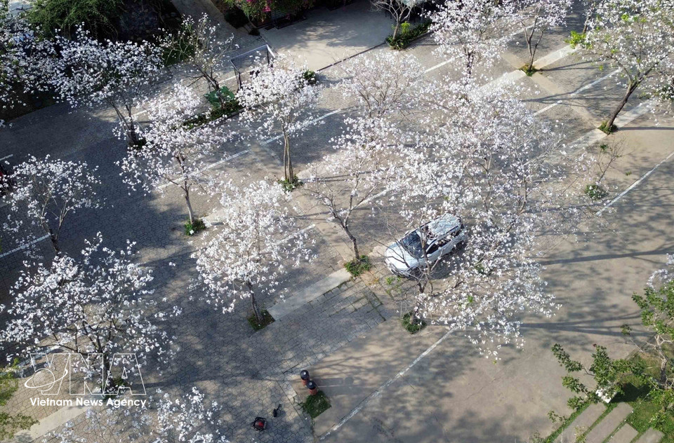 在桃园之约餐厅园区内，洁白的羊蹄甲花竞相盛开，营造出清新而浪漫的氛围。图自越通社