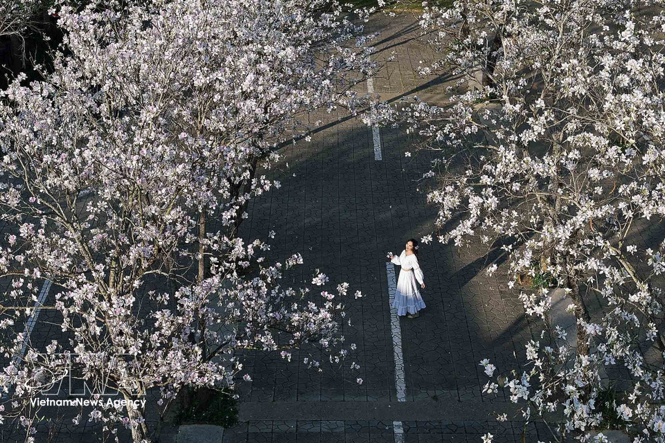 羊蹄甲花盛开时节，大量民众和游客前来观赏并拍照留念。图自越通社