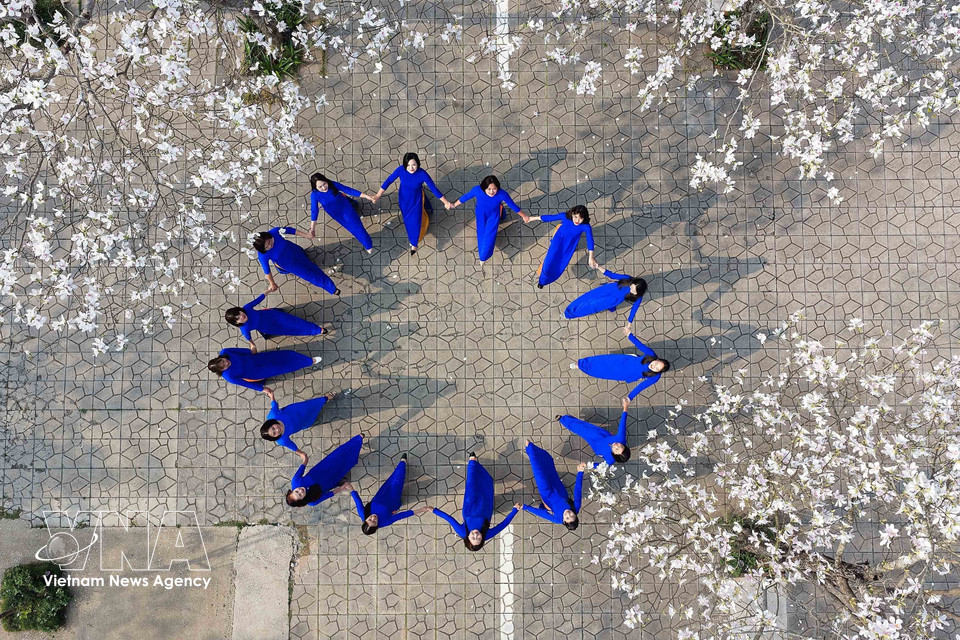 羊蹄甲花盛开时节，大量民众和游客前来观赏并拍照留念。图自越通社