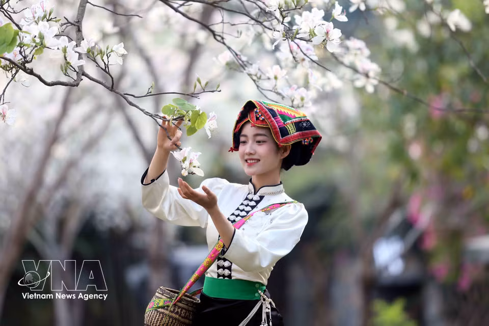 羊蹄甲花盛开时节，身着泰族传统服饰的年轻人前来观赏并拍照留念。图自越通社