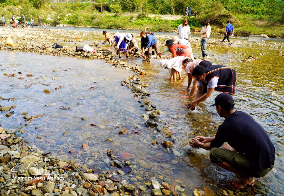 当地民众在长河河段集合，搬运石块筑坝拦截水流捕鱼。图自：越通社