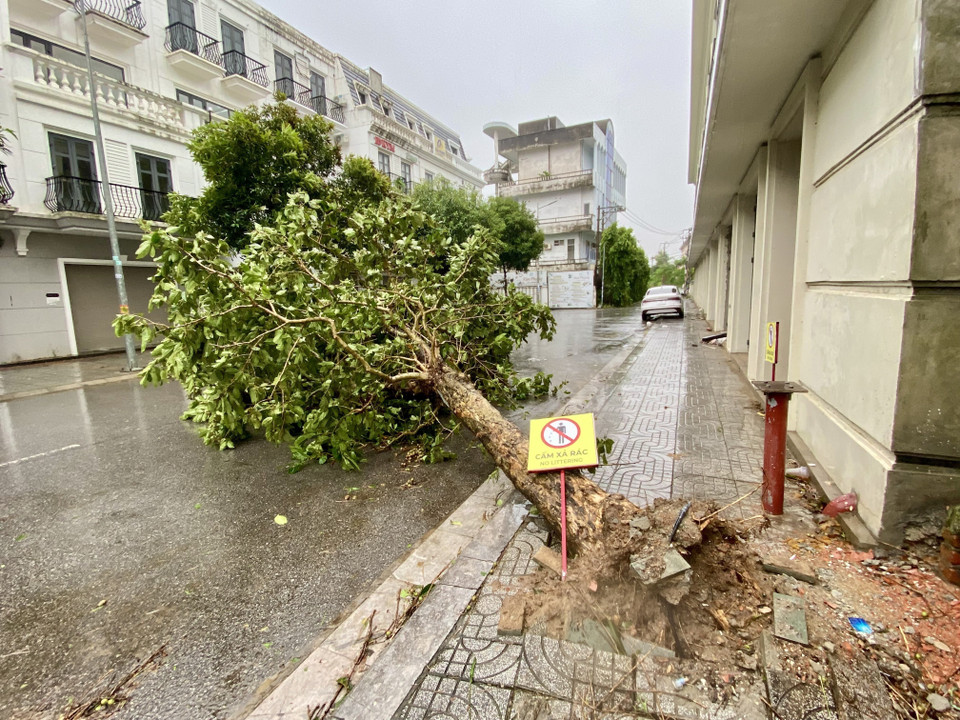 多棵大树在暴雨后被折断、连根拔起。（图：越通社）