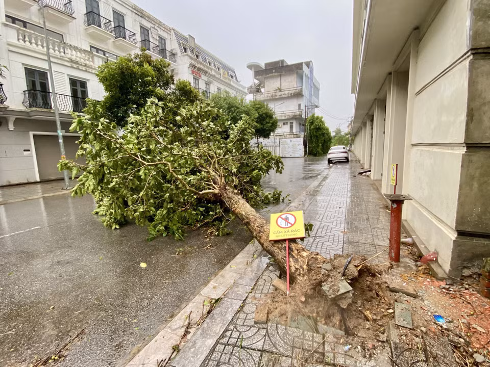 多棵大树在暴雨后被折断、连根拔起。图自越通社