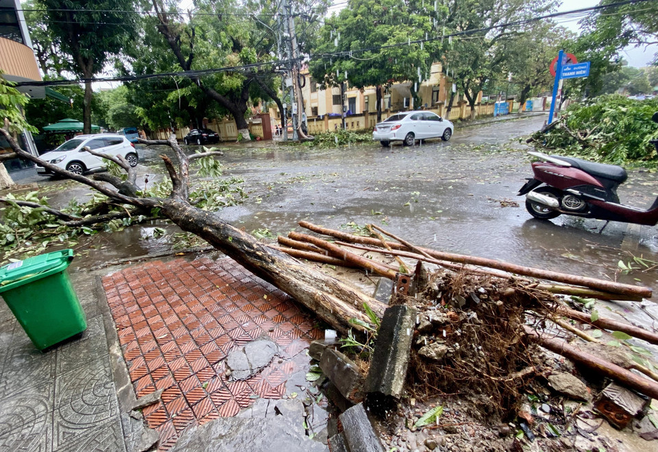 暴雨过后，广治省洞海坊街道上的树木被折断倒伏。（图：越通社）