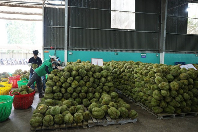 出口榴莲的加工活动。图自Vietnam+ 3.jpg