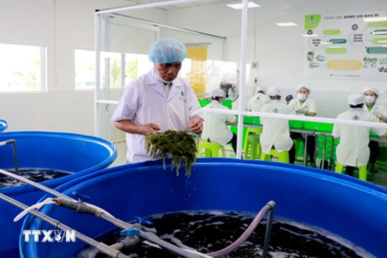 把越南海葡萄推向世界的“带路人”。图自越通社