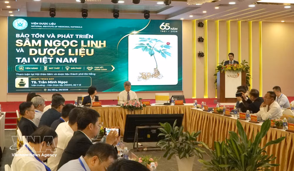 vnanet-potal-dinh-vi-thuong-hieu-toan-cau-cho-sam-ngoc-linh-8928071.jpg